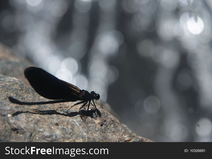 Dragonfly in front of the waterfall