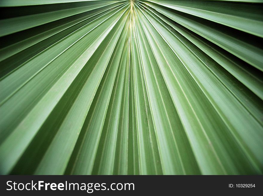 Nice green tropical leaf texture. Nice green tropical leaf texture.