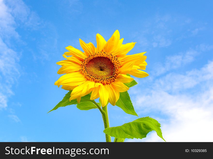 Beautiful Vivid Sunflower on blue sky