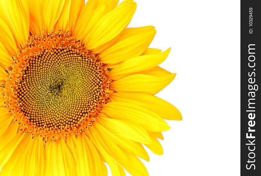 Detail of Yellow Sunflower Isolated on White Background