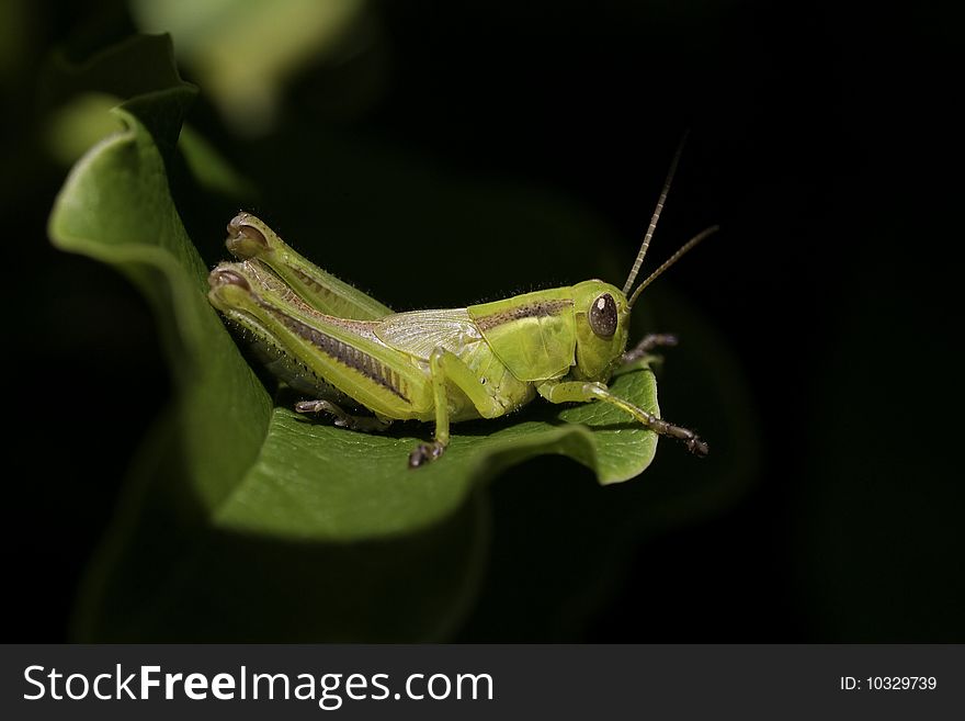 Large, green grasshopper sitting on a leaf