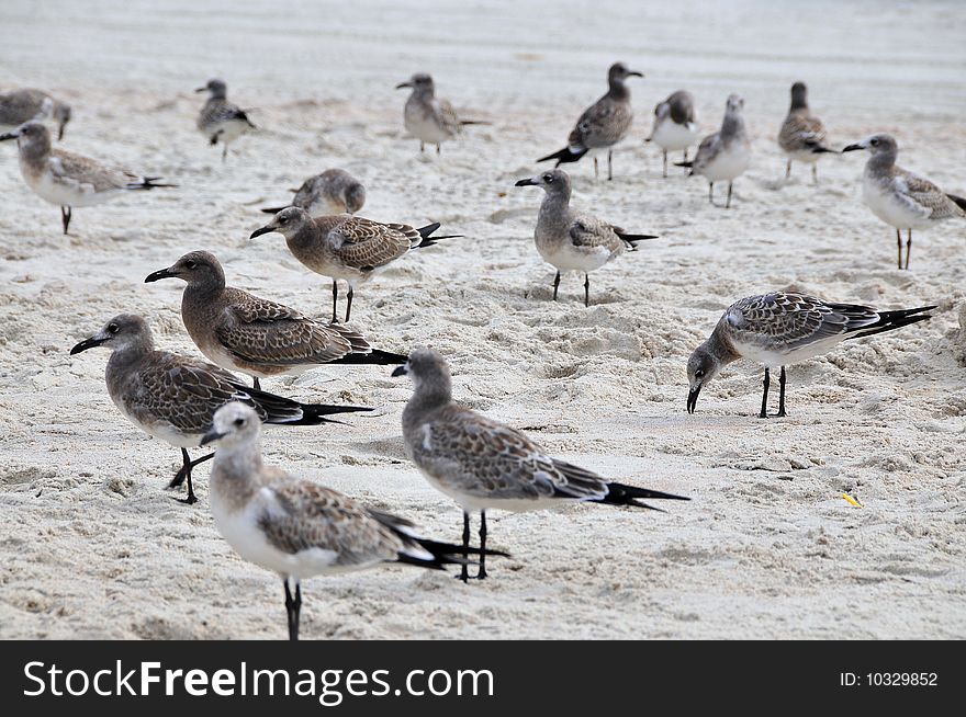 Group of seagulls on the beach at daytona