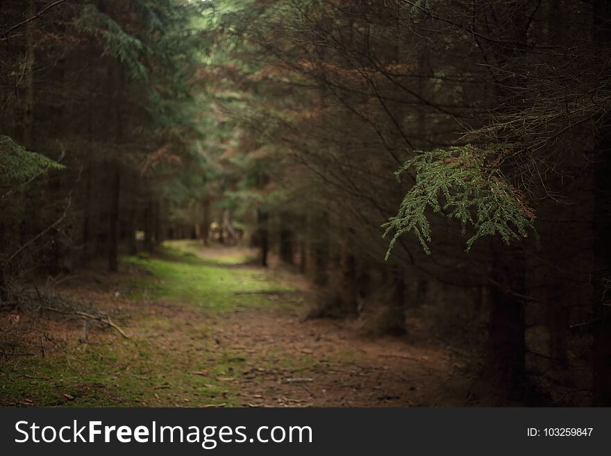 Summer forest trees in sunlight. Summer forest trees in sunlight