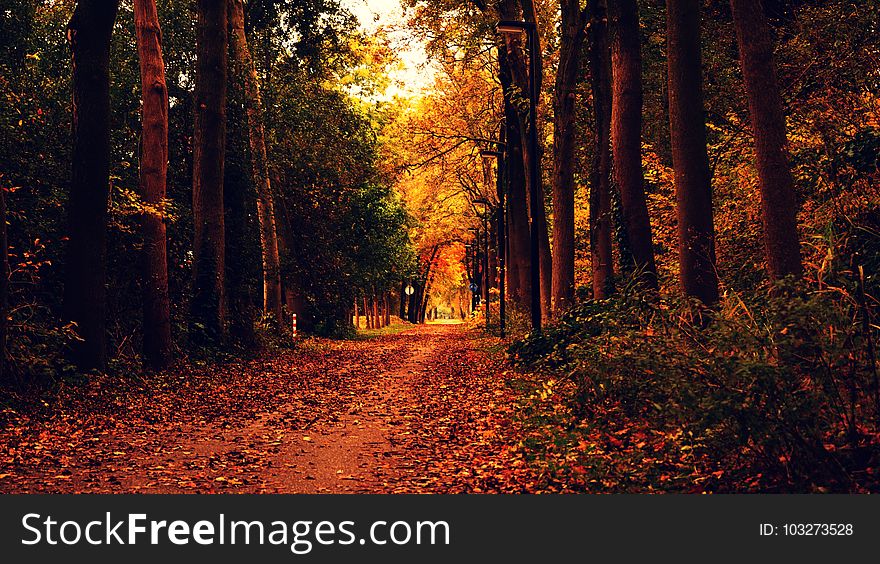 Autumn, Leaves, Dried