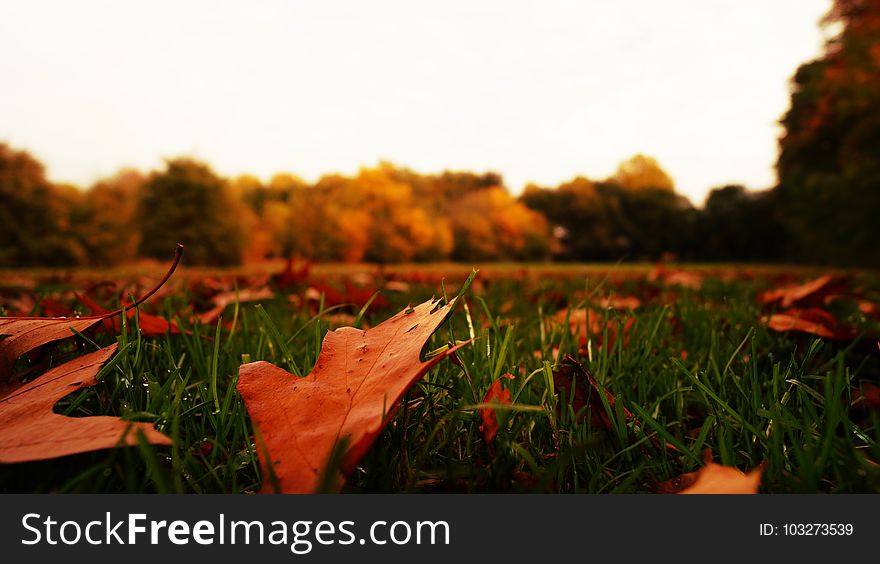 Autumn, Leaves, Blur