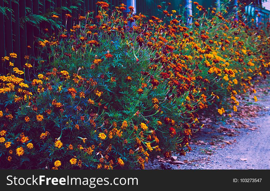 Beautiful, Bright, Bushes, Color