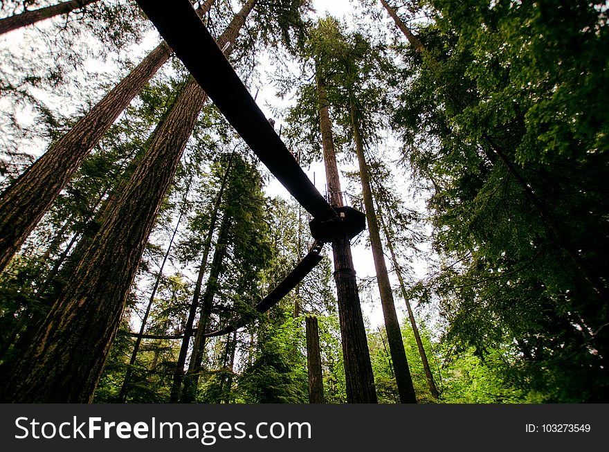 Branches, Bridge, Daylight, Environment