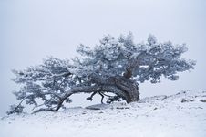 Winter Landscape Royalty Free Stock Photography
