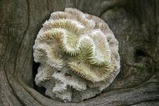 Coral On Drift Wood Royalty Free Stock Images Coral On Drift Wood Royalty Free Stock Images
