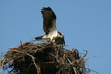 Osprey In Nest, Pandion Haliaetus Royalty Free Stock Photos Osprey In Nest, Pandion Haliaetus Royalty Free Stock Photos