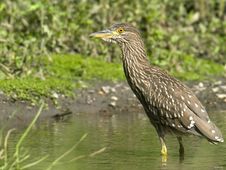 Black-crowned Night-Heron Juvenile Stock Image