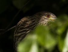 Black-crowned Night-Heron Royalty Free Stock Photography