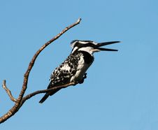 Kingfisher Stock Image Kingfisher Stock Image