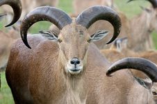Portrait Of Wild Goats Stock Image
