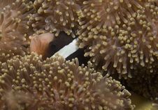 Sebae Clownfish Royalty Free Stock Photo Sebae Clownfish Royalty Free Stock Photo