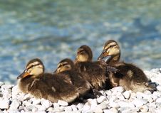 Four Ducklings Stock Photo