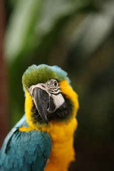 A Close-up Shot Of Parrot Stock Images A Close-up Shot Of Parrot Stock Images