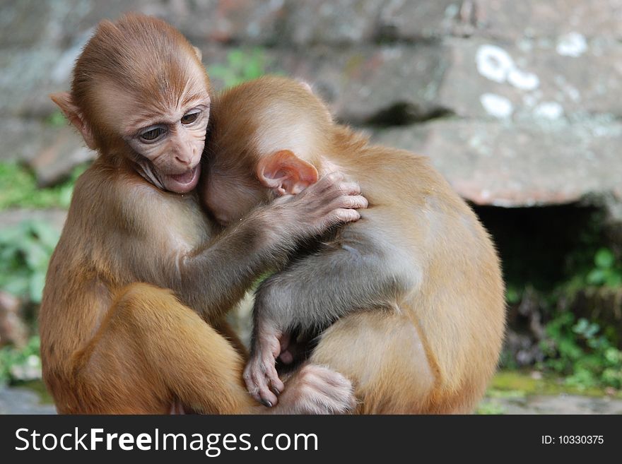 Baby rhesus macaque monkeys in Kathmandu, Nepal. Baby rhesus macaque monkeys in Kathmandu, Nepal