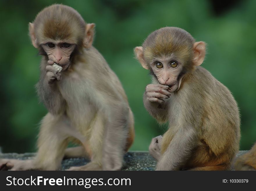 Baby rhesus macaque monkeys in Kathmandu, Nepal. Baby rhesus macaque monkeys in Kathmandu, Nepal