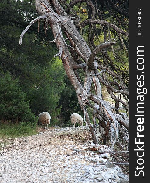 Two sheep taking way home @ Vidova mountain, Croatia. Two sheep taking way home @ Vidova mountain, Croatia