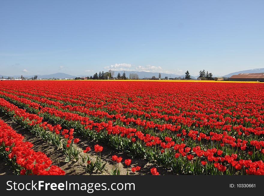Red tulips blossoming in a field in Mt. Vernon, Washington. Red tulips blossoming in a field in Mt. Vernon, Washington