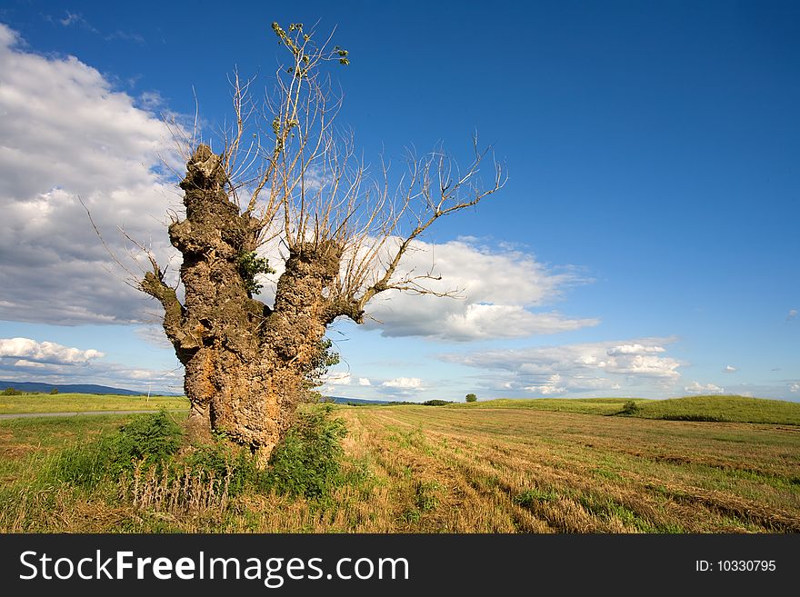 Old tree in a harvested field. Old tree in a harvested field.