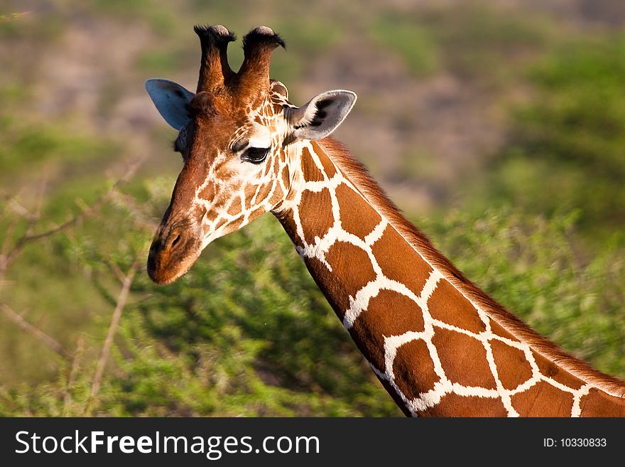 Giraffe Animal In A National Park