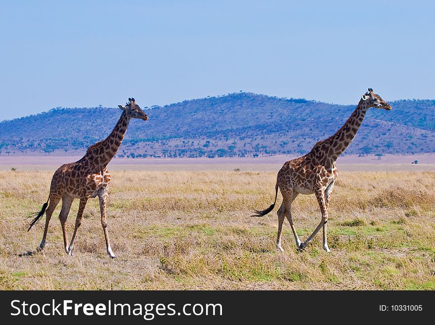 Giraffe animal in a national park in Kenya