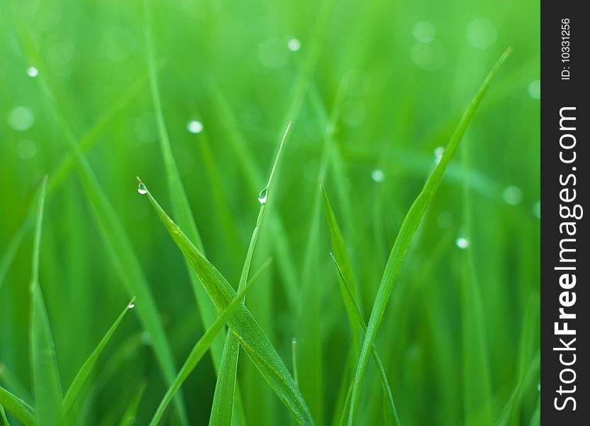 Photo of grass with drops after rain