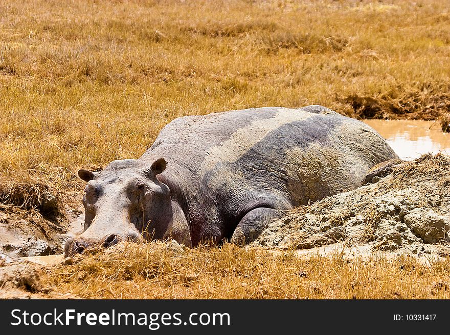 Hippo animal lazy lying in the mud