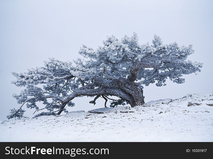 Snow-bound tree on the mountain of AI-Petry in Crimea. Snow-bound tree on the mountain of AI-Petry in Crimea