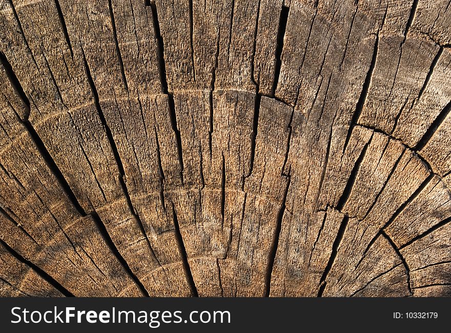 Old brown log texture wiht circles. Old brown log texture wiht circles.