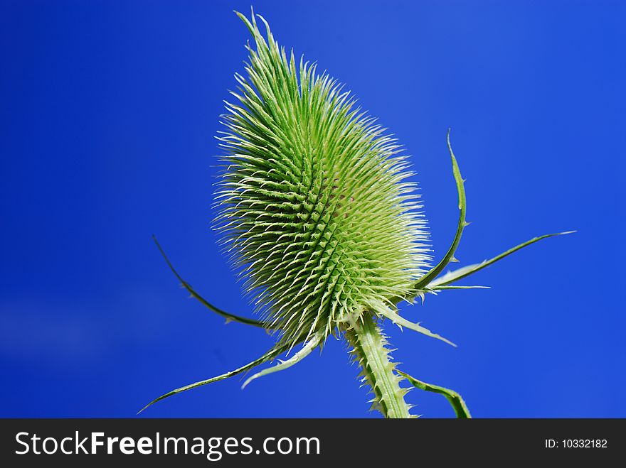 Detail of a green thistle