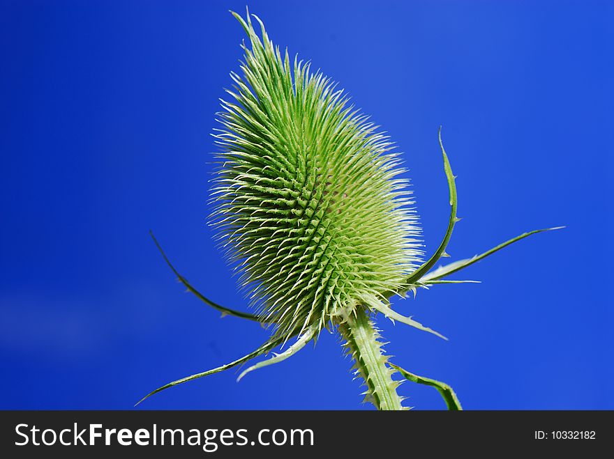 Thistle