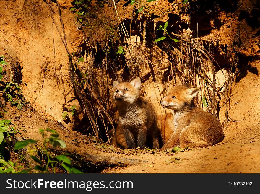 Two cute fox pups exploring the surrounding world
