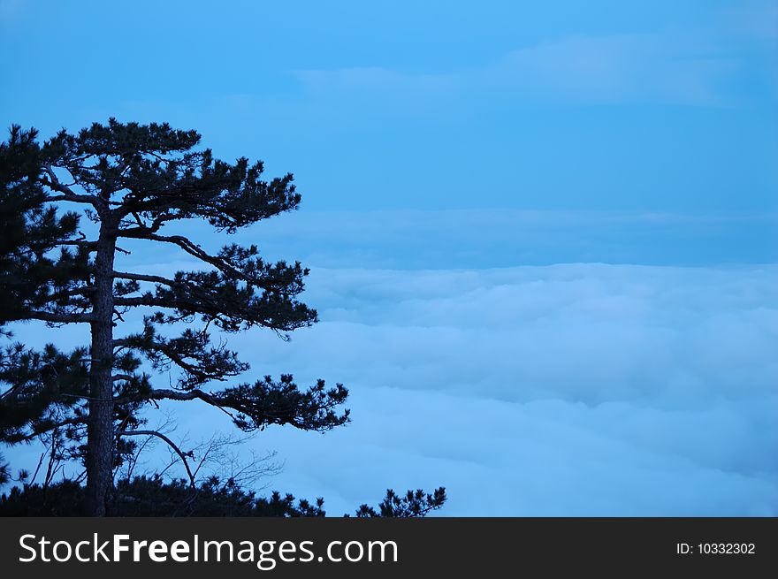 Night view of pine above the clouds. Night view of pine above the clouds