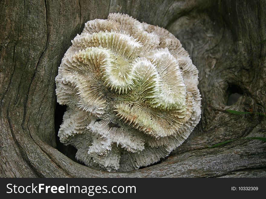 A peice of white coral sitting on a peice of drift wood. A peice of white coral sitting on a peice of drift wood