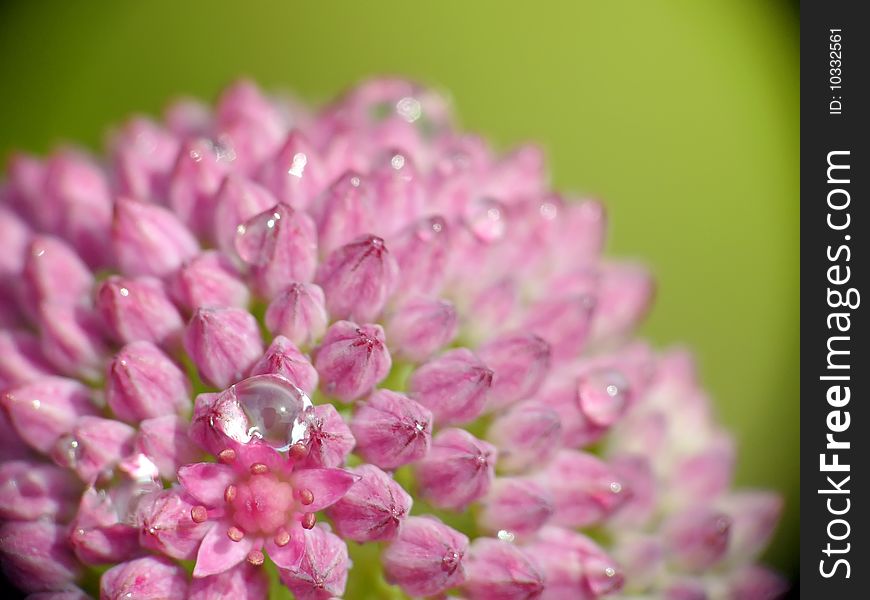 Closeup of pink petails covered dew