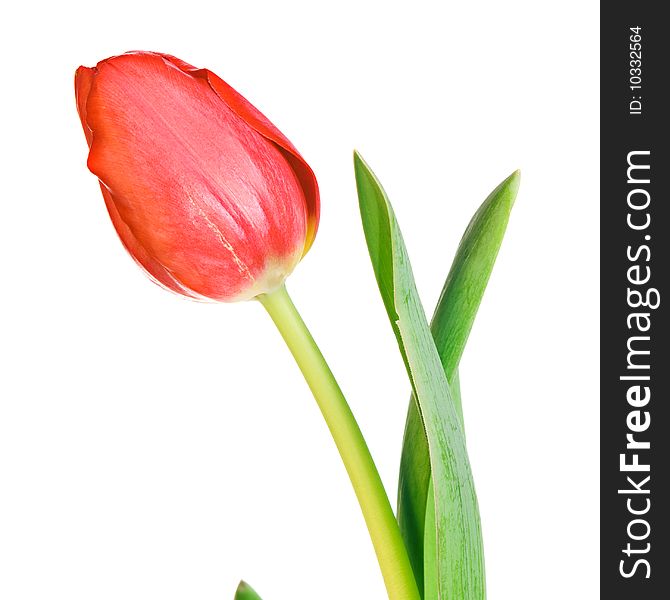 Beautiful tulip isolated on white background.