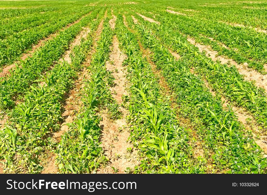 The image of green tillage