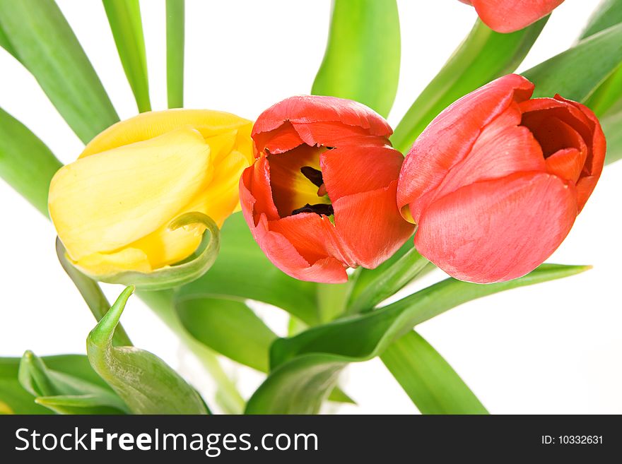 Beautiful tulips isolated on white background.