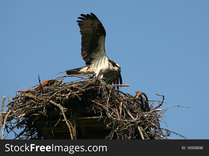 Osprey In Nest, Pandion Haliaetus