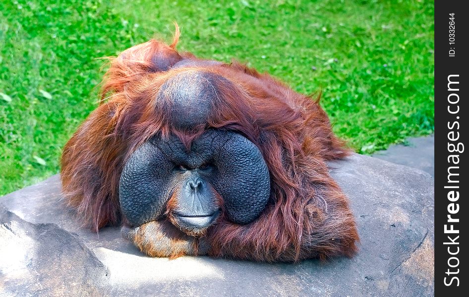 Resting Orangutan