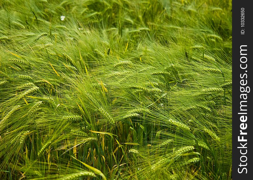 Full ears of barley grow in the field