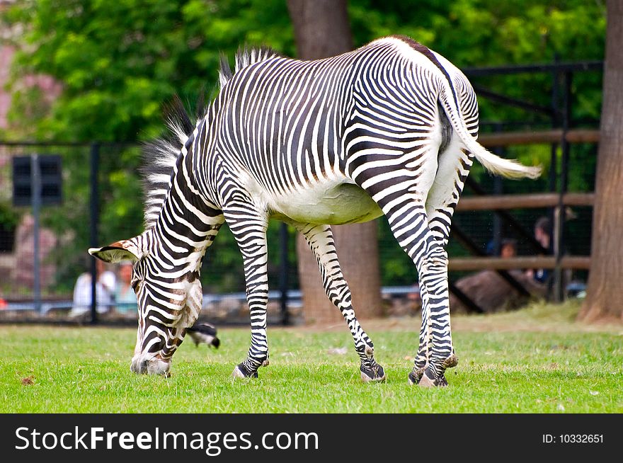 Zebra eating grass in the park