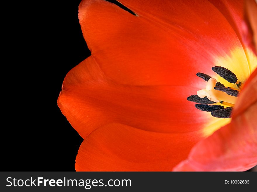 Red tulip isolated on black background.