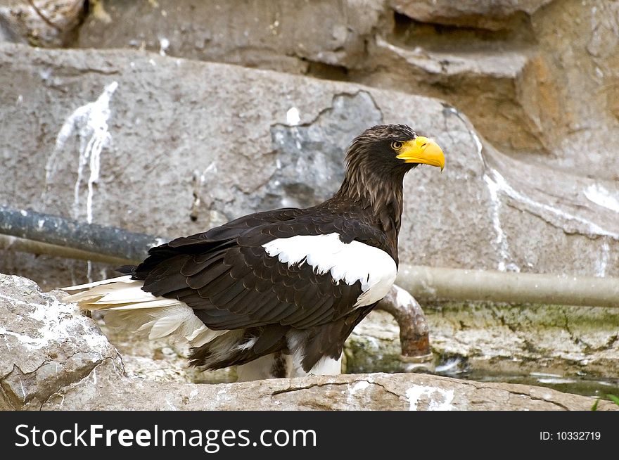 White-shoulder sea eagle on the rock