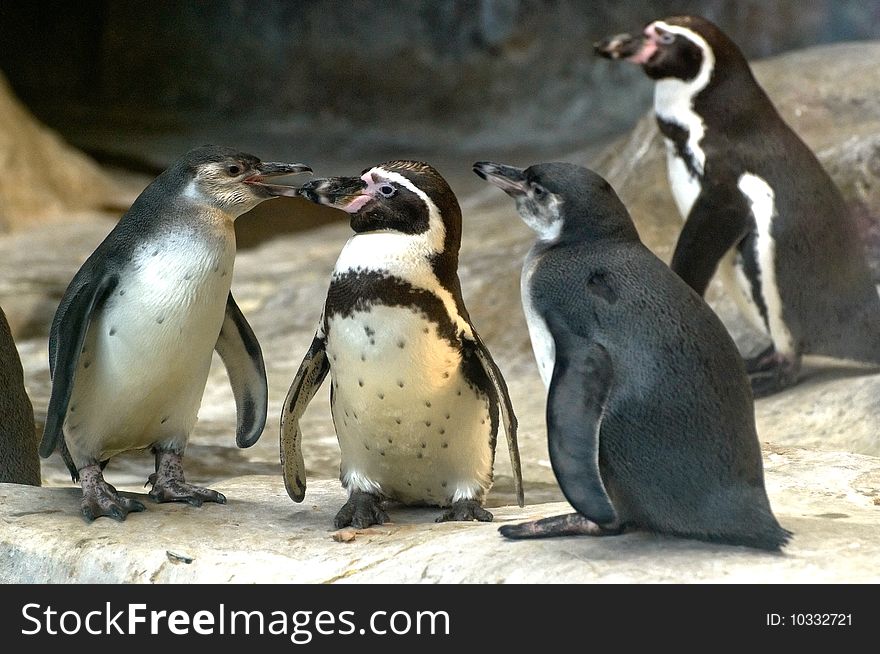 The image of penguins in zoo. The image of penguins in zoo
