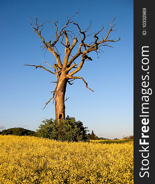 Tree In Rape Field