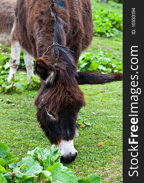 A donkey ignoring me, on a green background, in Charpatian mountains. A donkey ignoring me, on a green background, in Charpatian mountains.